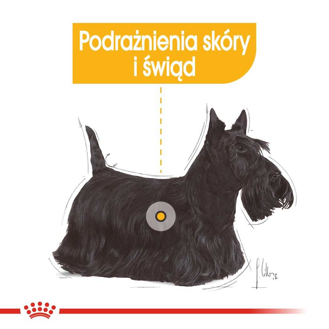 Royal Canin Dermacomfort – Wet dog food – 12 x 85 g